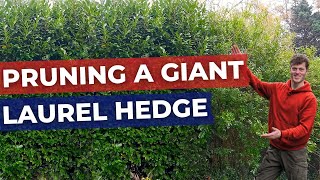 How to Prune and Cut back a large Laurel Hedge [upl. by Nessy108]