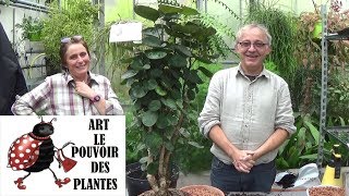 Conseils jardinage polyscia scutellaria Entretien et arrosage plante verte dintérieur [upl. by Ayoras]