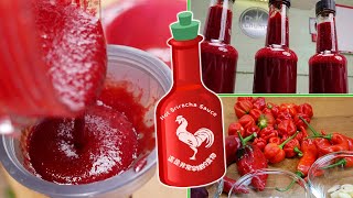 Sriracha Sauce Recipe  ChilliChump Style [upl. by Alwyn324]