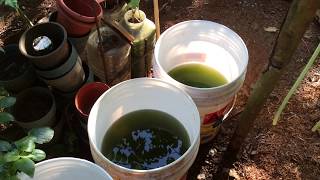 How to grow Green Water Algae [upl. by Robenia]