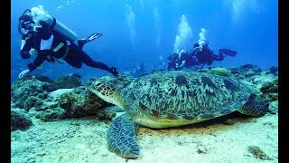 Maldives Deep South Diving 4k [upl. by Enajharas401]