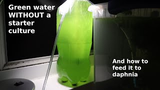 Green Water WITHOUT a Starter Culture  From Scratch  How To [upl. by Esoranna]