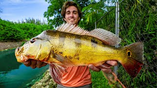 Catching PEACOCK BASS in Florida  Peacock Bass Fishing 4K [upl. by Todhunter585]