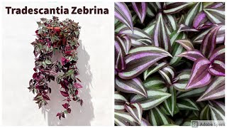 Tradescantia Zebrina Care Guide [upl. by Maje]