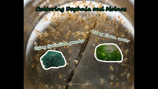 How To Culture Daphnia and Moinas using Green Water Spirulina powder [upl. by Anawaj]