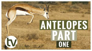 Antelope and their Habitats A closer look at Kudu Springbok Impala Blesbok and Red Hartebeest [upl. by Desiree604]