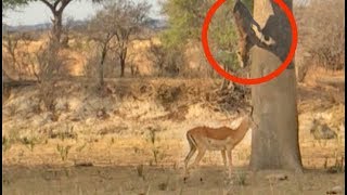 Leopard Jumps on Impala From Tree [upl. by Cyndy347]