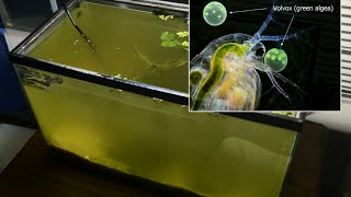 Raising Daphnia for the Freshwater Aquarium [upl. by Nuhsed371]