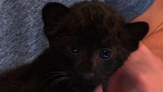 Leopard Cub Brings Awareness to Wildlife Habitat [upl. by Ylurt]