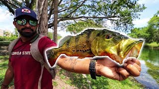 How And Where To Catch PEACOCK BASS In Florida [upl. by Knipe]