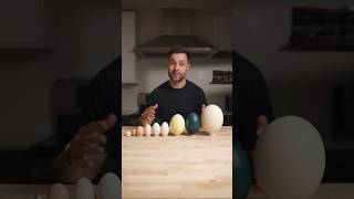 I Cooked the World’s CRAZIEST Eggs [upl. by Ahsikar]