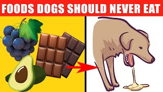 Dangerous Foods Your Dog Should Never Eat [upl. by Nylinej859]