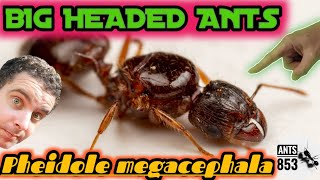 Pheidole megacephala Ecology and Care Guide [upl. by Akira227]