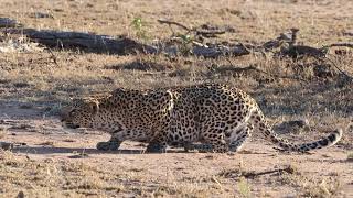 Leopard Stalking Impala  Kruger National Park [upl. by Scholz]