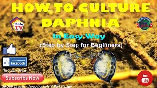 HOW TO CULTURE DAPHNIA In Easy Way [upl. by Sivartal]