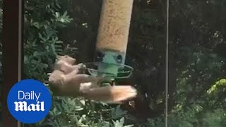 Hilarious moment squirrel clings to spinning bird feeder [upl. by Ettessil]