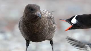 The Skua Antarctica [upl. by Yrffoeg825]