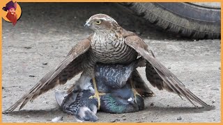 14 Best Hawk Attacks Caught On Camera [upl. by Ahsiam]