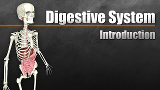 An Introduction to the Digestive System [upl. by Zeuqcaj]