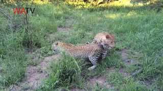 Leopards mating in the Kruger National Park [upl. by Enailil]